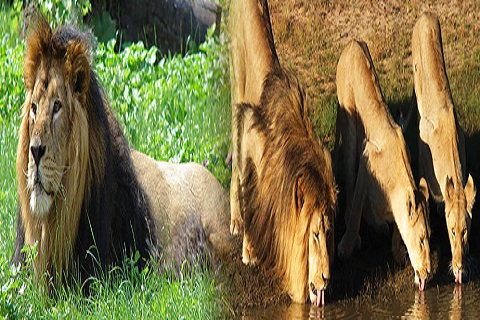 Etawah Lion Safari